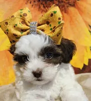 Adora, a female Havapoo for sale in Exeter, MO – 1 of 3