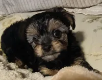Moe, a male Yorkshire Terrier and Poodle - Miniature  for sale in Exeter, MO – 7 of 9
