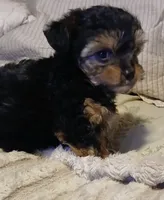 Moe, a male Yorkshire Terrier and Poodle - Miniature  for sale in Exeter, MO – 6 of 9