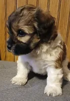 Lola , a female Havapoo for sale in Exeter, MO – 3 of 4