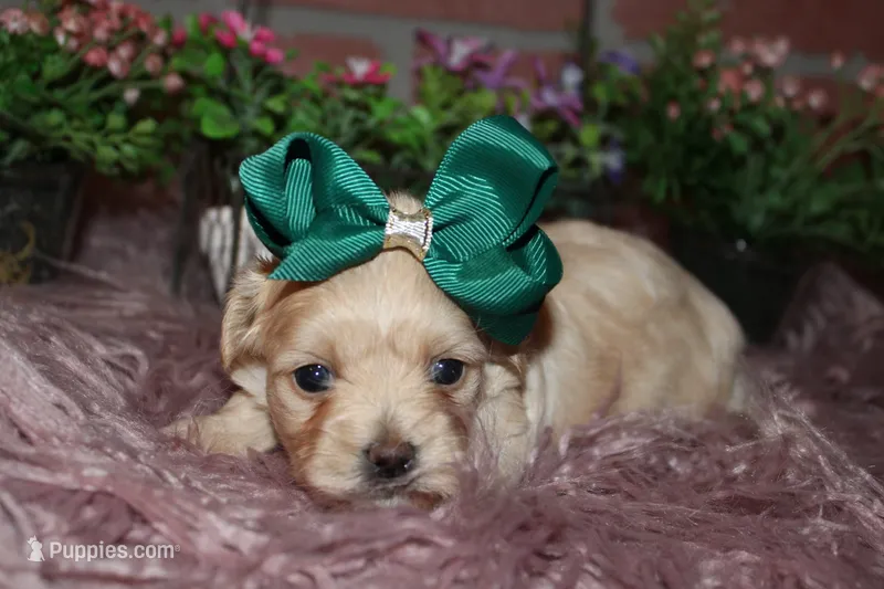 Sasha – Havapoo puppy for sale in Exeter, MO
