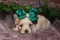 Gigi, a female Havapoo for sale in Exeter, MO – 4 of 4