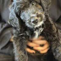 Ms. Brown-F1B, a female Goldendoodle for sale in Fort Lauderdale, FL – Photo 1 of 10