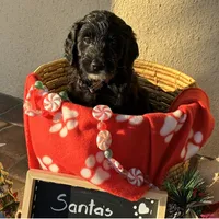 Ms. Brown-F1B, a female Goldendoodle for sale in Fort Lauderdale, FL – Photo 3 of 10