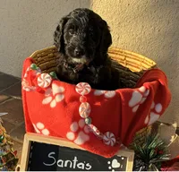 Ms. Brown-F1B, a female Goldendoodle for sale in Fort Lauderdale, FL – Photo 3 of 10