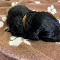 Ms. Brown-F1B, a female Goldendoodle for sale in Fort Lauderdale, FL – Photo 8 of 10