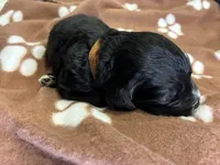 Ms. Brown-F1B, a female Goldendoodle for sale in Fort Lauderdale, FL – Photo 8 of 10