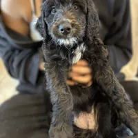 Ms. Brown-F1B, a female Goldendoodle for sale in Fort Lauderdale, FL – Photo 2 of 10