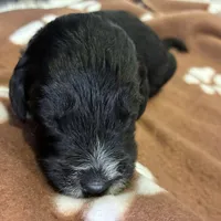 Ms. Brown-F1B, a female Goldendoodle for sale in Fort Lauderdale, FL – Photo 7 of 10