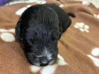 Ms. Brown-F1B, a female Goldendoodle for sale in Fort Lauderdale, FL – Photo 7 of 10