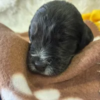 Ms. Brown-F1B, a female Goldendoodle for sale in Fort Lauderdale, FL – Photo 9 of 10