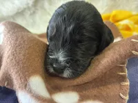 Ms. Brown-F1B, a female Goldendoodle for sale in Fort Lauderdale, FL – Photo 9 of 10