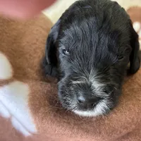 Ms. Brown-F1B, a female Goldendoodle for sale in Fort Lauderdale, FL – Photo 5 of 10