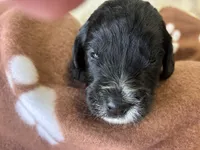 Ms. Brown-F1B, a female Goldendoodle for sale in Fort Lauderdale, FL – Photo 5 of 10