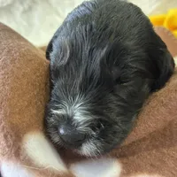 Ms. Brown-F1B, a female Goldendoodle for sale in Fort Lauderdale, FL – Photo 10 of 10