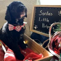 Ms. Brown-F1B, a female Goldendoodle for sale in Fort Lauderdale, FL – Photo 4 of 10