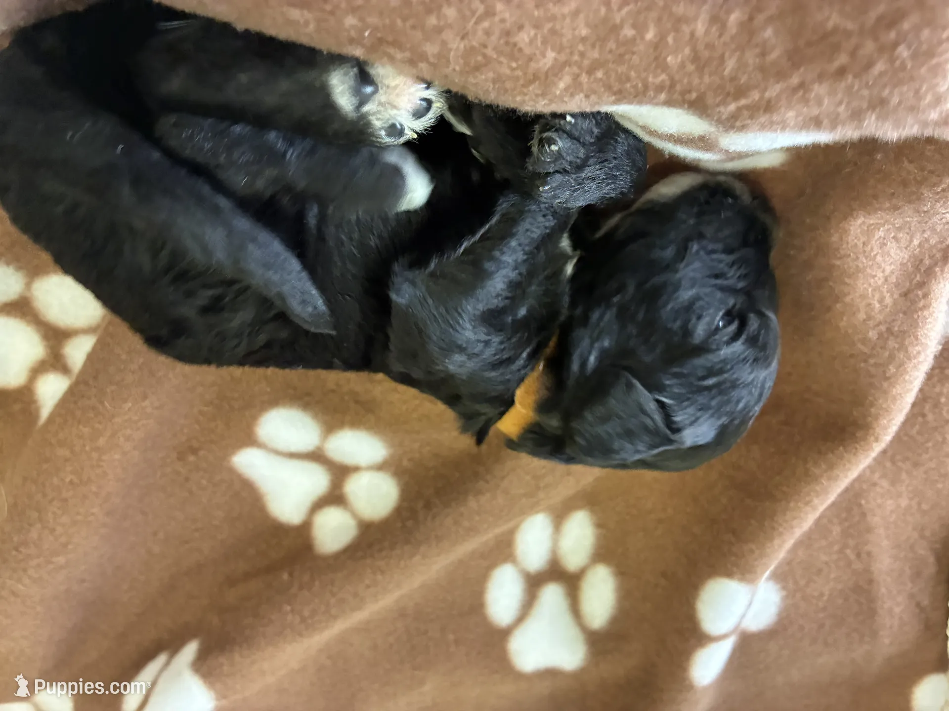 Ms. Brown-F1B, a female Goldendoodle for sale in Fort Lauderdale, FL – Photo 6 of 10