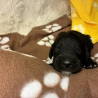 Ms. White-F1B, a female Goldendoodle for sale in Fort Lauderdale, FL – Photo 6 of 10