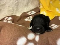 Ms. White-F1B, a female Goldendoodle for sale in Fort Lauderdale, FL – Photo 6 of 10