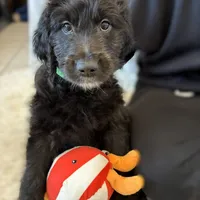 Ms. White-F1B, a female Goldendoodle for sale in Fort Lauderdale, FL – Photo 1 of 10