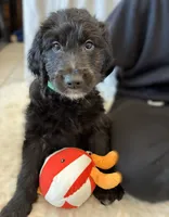 Ms. White-F1B, a female Goldendoodle for sale in Fort Lauderdale, FL – Photo 1 of 10