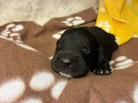 Ms. White-F1B, a female Goldendoodle for sale in Fort Lauderdale, FL – Photo 5 of 10