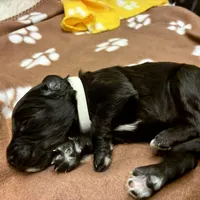 Ms. White-F1B, a female Goldendoodle for sale in Fort Lauderdale, FL – Photo 8 of 10