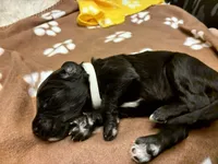 Ms. White-F1B, a female Goldendoodle for sale in Fort Lauderdale, FL – Photo 8 of 10