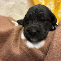 Ms. White-F1B, a female Goldendoodle for sale in Fort Lauderdale, FL – Photo 10 of 10