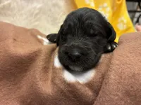 Ms. White-F1B, a female Goldendoodle for sale in Fort Lauderdale, FL – Photo 10 of 10