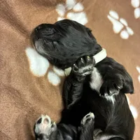 Ms. White-F1B, a female Goldendoodle for sale in Fort Lauderdale, FL – Photo 9 of 10