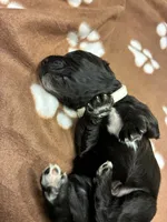 Ms. White-F1B, a female Goldendoodle for sale in Fort Lauderdale, FL – Photo 9 of 10