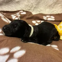 Ms. White-F1B, a female Goldendoodle for sale in Fort Lauderdale, FL – Photo 7 of 10