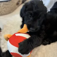 Ms. White-F1B, a female Goldendoodle for sale in Fort Lauderdale, FL – Photo 2 of 10