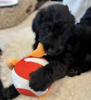 Ms. White-F1B, a female Goldendoodle for sale in Fort Lauderdale, FL – Photo 2 of 10