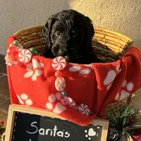 Ms. White-F1B, a female Goldendoodle for sale in Fort Lauderdale, FL – Photo 3 of 10