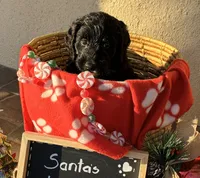 Ms. White-F1B, a female Goldendoodle for sale in Fort Lauderdale, FL – Photo 3 of 10