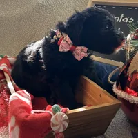 Ms. White-F1B, a female Goldendoodle for sale in Fort Lauderdale, FL – Photo 4 of 10