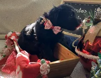 Ms. White-F1B, a female Goldendoodle for sale in Fort Lauderdale, FL – Photo 4 of 10