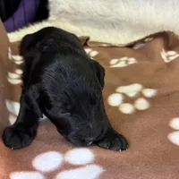 Ms. Magenta-F1B, a female Goldendoodle for sale in Fort Lauderdale, FL – Photo 10 of 10