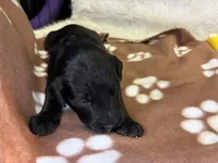 Ms. Magenta-F1B, a female Goldendoodle for sale in Fort Lauderdale, FL – Photo 10 of 10