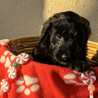 Ms. Magenta-F1B, a female Goldendoodle for sale in Fort Lauderdale, FL – Photo 3 of 10