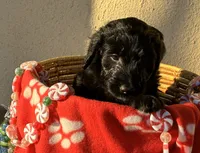 Ms. Magenta-F1B, a female Goldendoodle for sale in Fort Lauderdale, FL – Photo 3 of 10