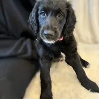 Ms. Magenta-F1B, a female Goldendoodle for sale in Fort Lauderdale, FL – Photo 2 of 10