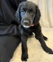 Ms. Magenta-F1B, a female Goldendoodle for sale in Fort Lauderdale, FL – Photo 2 of 10