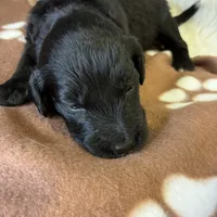 Ms. Magenta-F1B, a female Goldendoodle for sale in Fort Lauderdale, FL – Photo 7 of 10