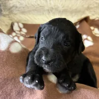 Ms. Magenta-F1B, a female Goldendoodle for sale in Fort Lauderdale, FL – Photo 5 of 10