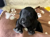 Ms. Magenta-F1B, a female Goldendoodle for sale in Fort Lauderdale, FL – Photo 5 of 10