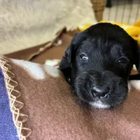 Ms. Magenta-F1B, a female Goldendoodle for sale in Fort Lauderdale, FL – Photo 9 of 10