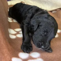 Ms. Magenta-F1B, a female Goldendoodle for sale in Fort Lauderdale, FL – Photo 8 of 10